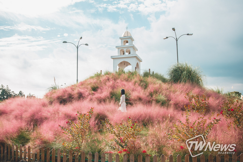 제주허브동산 핑크뮬리 종탑. (사진=제주허브동산 제공)