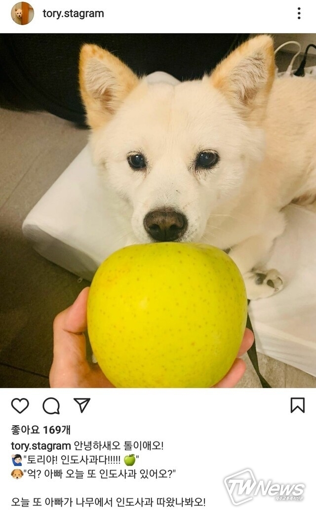 윤석열 전 검찰총장의 반려견 토리 인스타그램. 현재는 계정 자체가 없어진 상태다. (사진=토리 인스타그램)