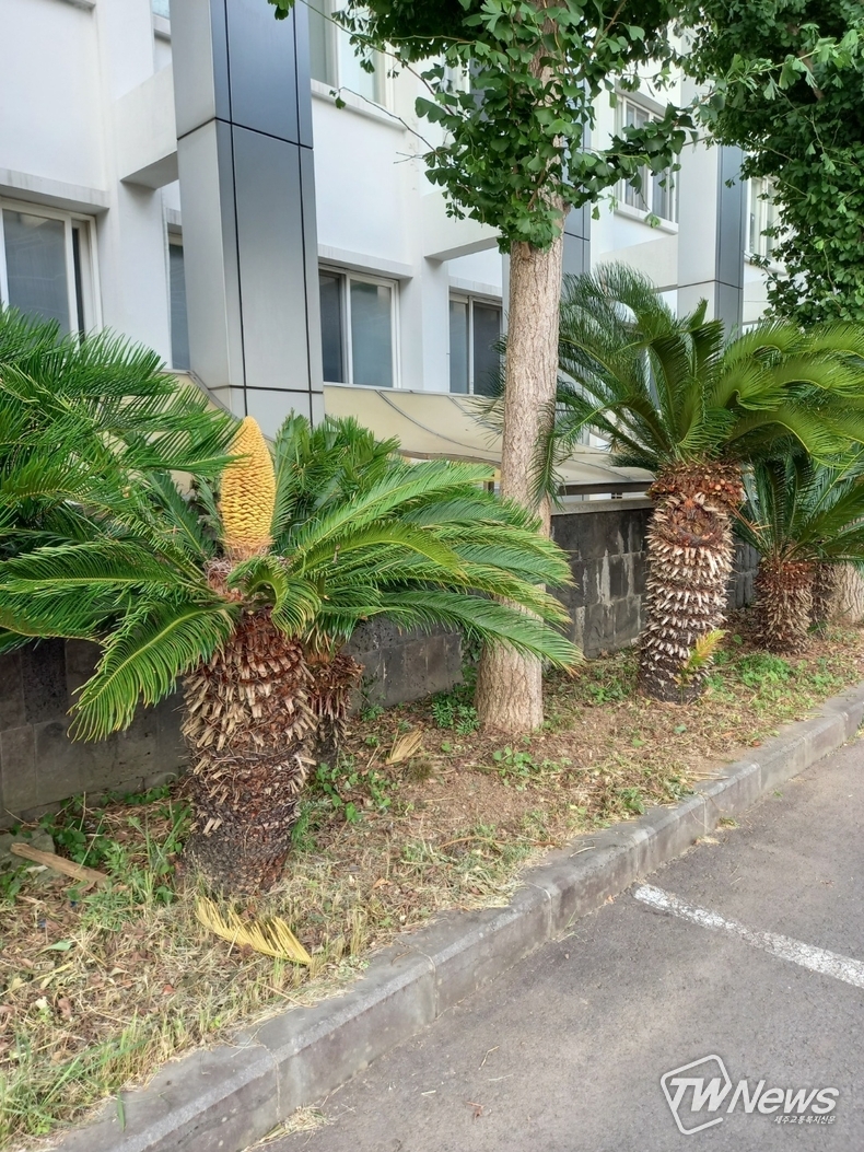 (사진=제주관광대 학생 제공)