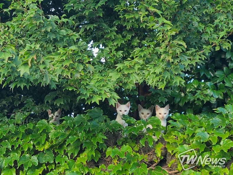 8일 제주에서 촬영한 유기묘 4마리. (사진=서유주 기자)