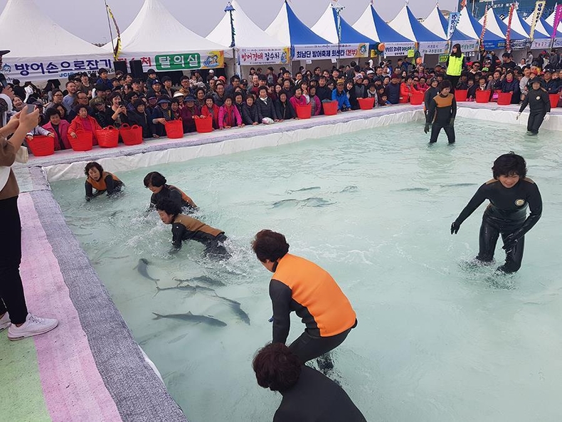 방어축제 방어잡이 사진 (사진제공=제주도청)
