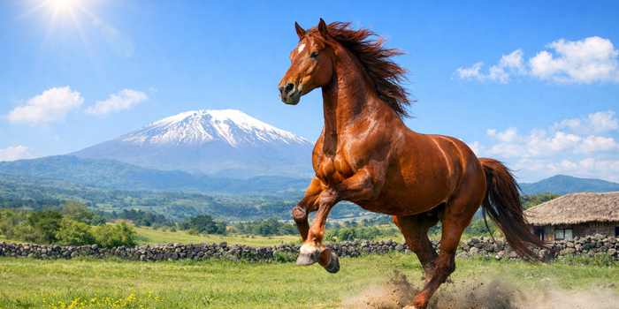 제주교통복지신문, 2026년 병오년 신년사…“멈췄던 발걸음 다시 내딛고 힘차게 달리겠다”