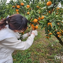제주 감귤 가공산업 고도화, 단순 착즙 넘어 고부가가치 바이오 소재로 진화