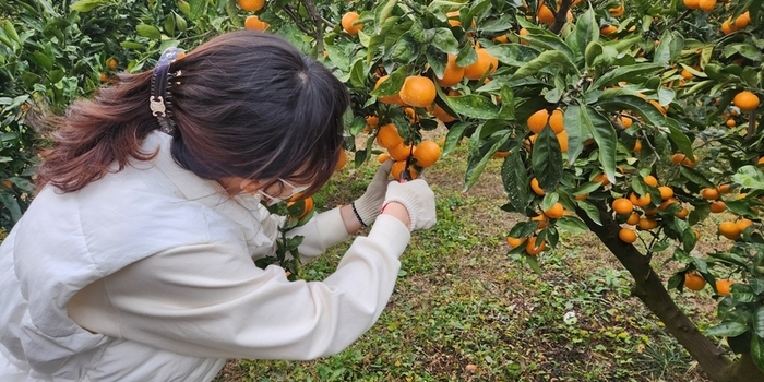 제주 감귤 가공산업 고도화, 단순 착즙 넘어 고부가가치 바이오 소재로 진화