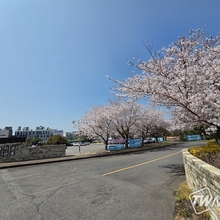 [TW포토] 제주관광대학교 캠퍼스 벚꽃 만개