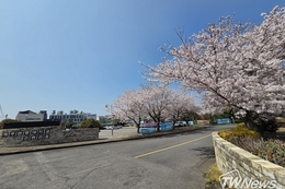 [TW포토] 제주관광대학교 캠퍼스 벚꽃 만개