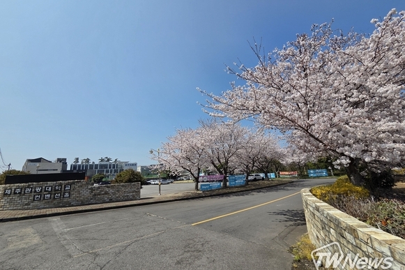 [TW포토] 제주관광대학교 캠퍼스 벚꽃 만개