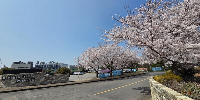 [TW포토] 제주관광대학교 캠퍼스 벚꽃 만개