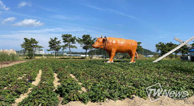 울진군 왕피천공원 고구마 수확체험