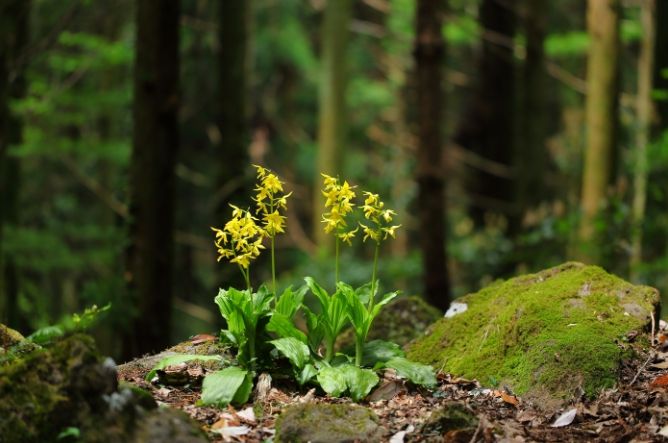 금새우난초(양금선)