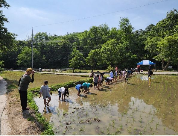 도봉초등학교 무수골 모내기 체험 모습