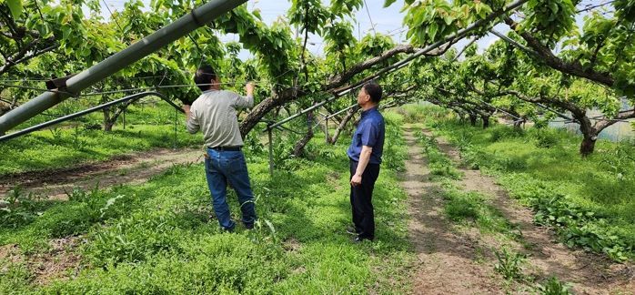 저온피해 현장지도