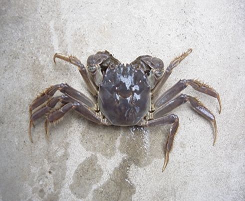 성숙 완료된 참게