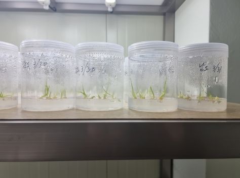 해남군, 2028년까지 마늘 전면적 조직배양 우량종구로 대체