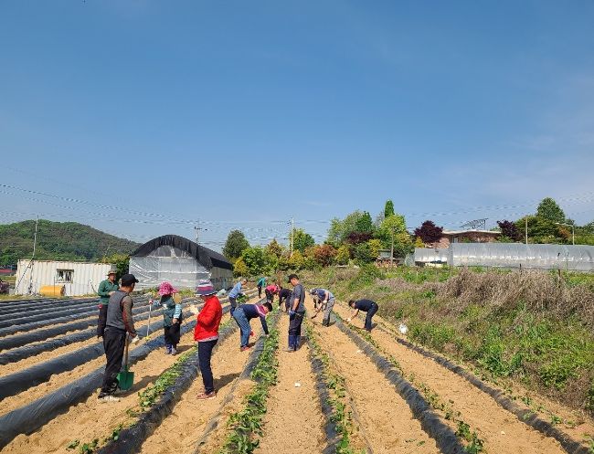 안성시 삼죽면 농업경영인회, 고구마 심기 행사 진행
