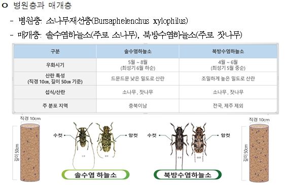 소나무재선충병