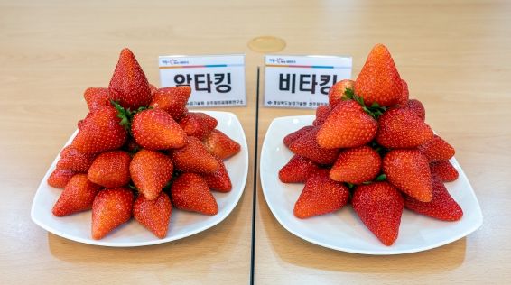 수출용 고품질 딸기