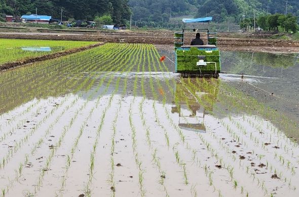 홍천군, 벼 드문모 심기 확산으로“농가 경영비 절감에 주력”