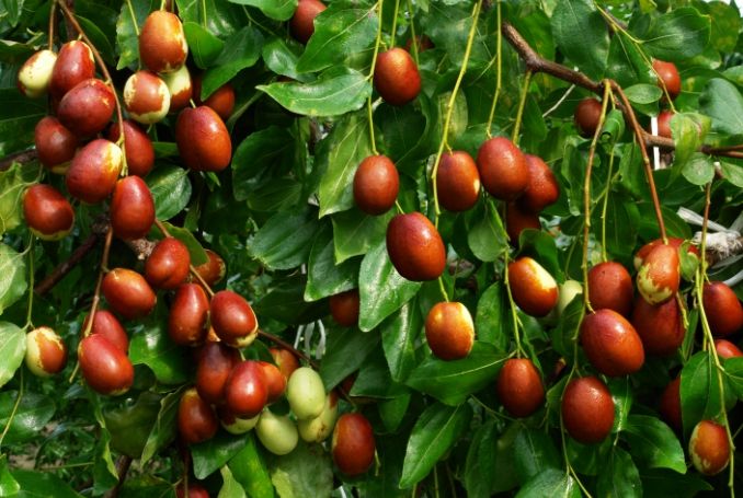 보은군, '대추·한우특구' 특화사업 발굴을 위한 착수보고회 개최