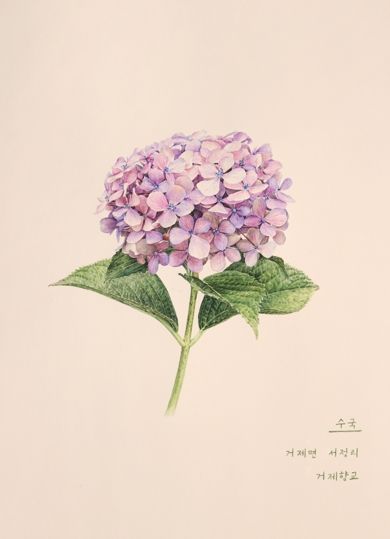 거제, 열두 달 꽃을 피우다 수국