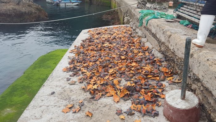 어업인으로부터 수매한 불사가리를 건조하고 있는 모습