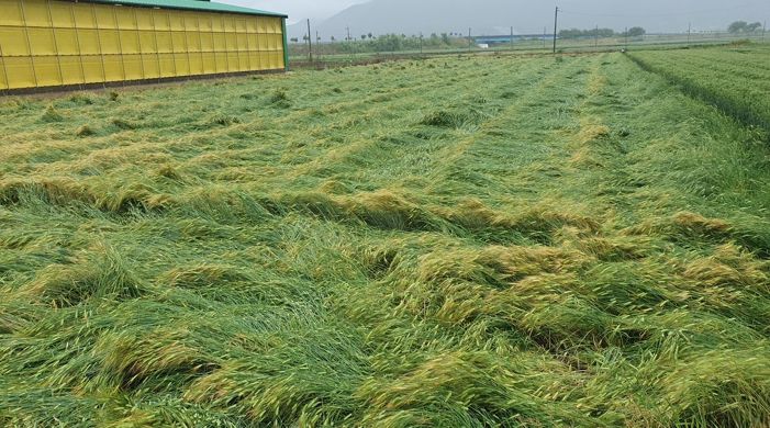 집중 호우로 인한 맥류들의 피해(도복) 모습.