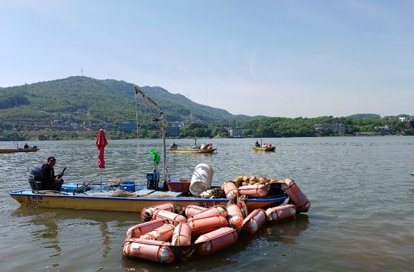 양평어촌계 남한강 오염물질 정화활동