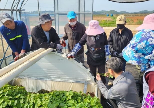 백색고구마 무병묘 종순 무상공급