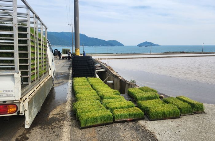 “소규모 농가, 벼 상자모 순차적 공급 실시”