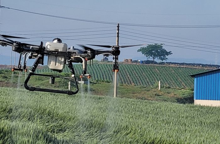 영광군, 밀 재배농가에 붉은곰팡이병 방제 약제비 지원