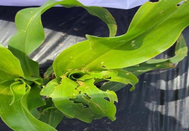 열대거세미나방 피해