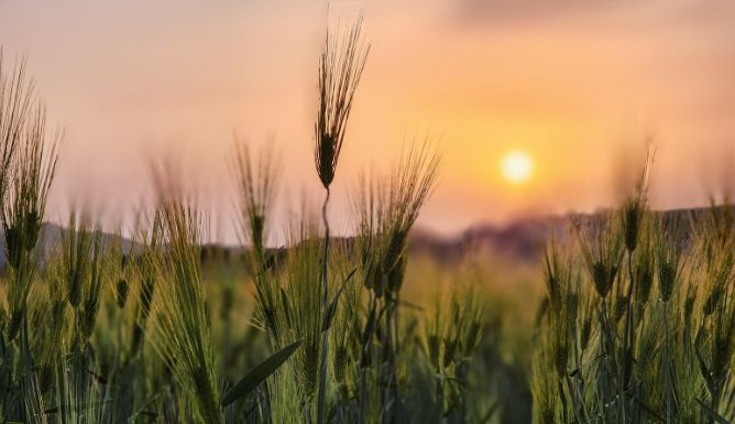 탄금공원은 지금, 청보리로 초록빛 물결 가득