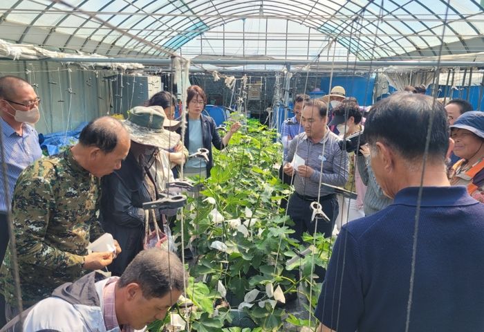 영암군농업기술센터,‘기찬충이망’ 봉지 씌워 고품질 무화과 생산하세요