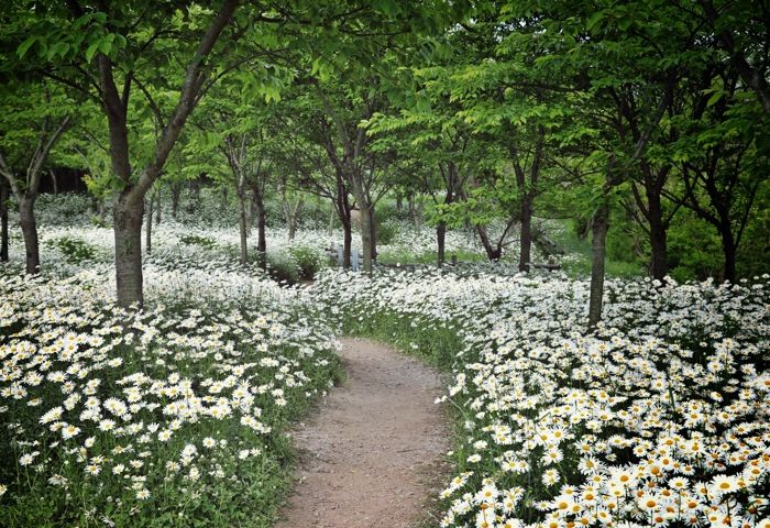 부안 변산마실길 1~2코스 샤스타데이지 활짝