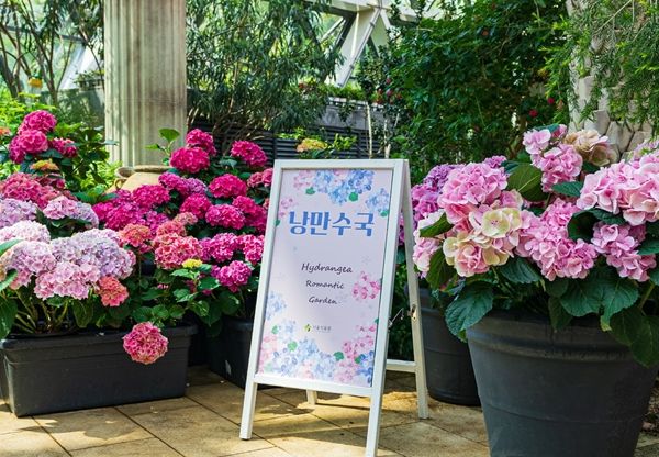 서울식물원은 수국세상…개발 8품종 수국도 만나보세요