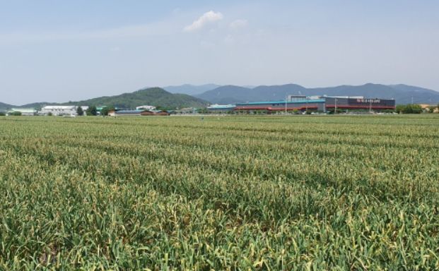 1. 창녕군 마늘밭