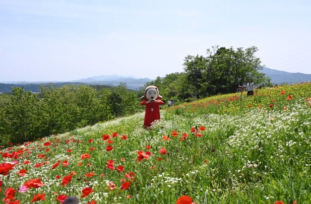 5월에 핀 유채꽃…입화산 다운목장 노란 꽃물결 장관