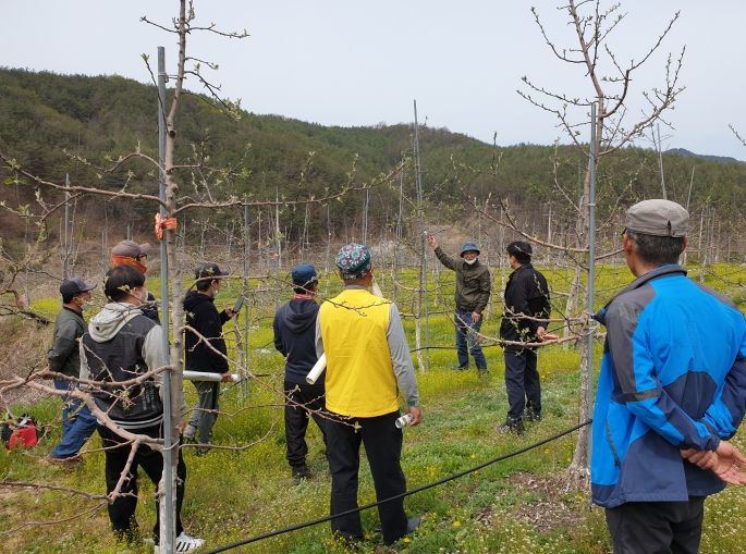 안동시, 전문강사 현장 파견해「사과 정예요원 양성」