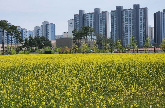 시흥시 은계호수공원에 일렁이는 노란 물결... 유채꽃 ‘만개’