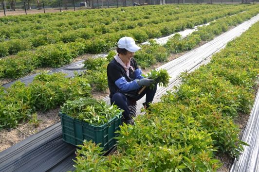 충남도, 잔대잎·인삼 활용 기능성 제품 개발한다