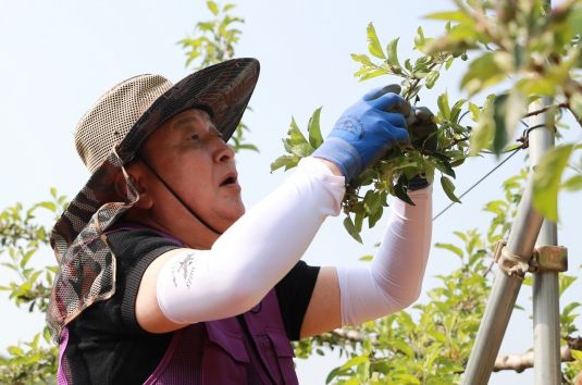 김영환 충북도지사, 농번기 맞아 지역경제인과 함께 농가 일손이음 봉사활동에 나서