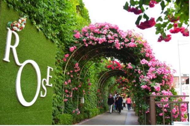 장미터널(2020 서울장미축제)