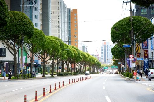 수원시 팔달구 중부대로 은행나무