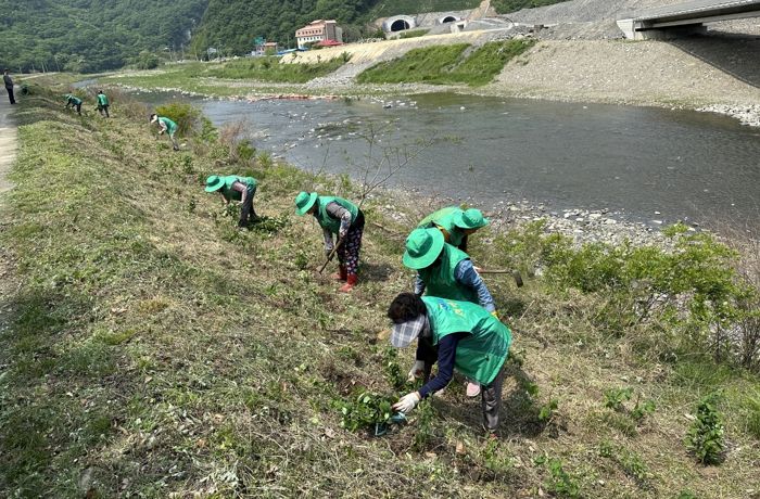 새마을 남녀지도자 단체사진 및 개나리 삽주 식재 현장