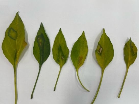 음성군, 고추 바이러스(TSWV, CMV) 발생에 주의하세요