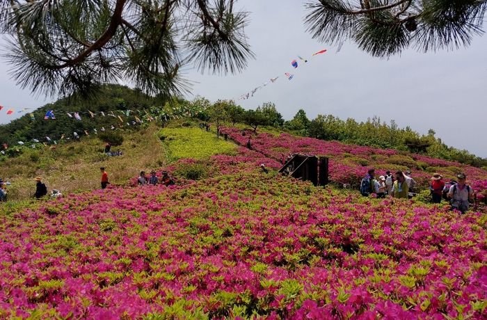 2022년 제18회 신어산 철쭉축제