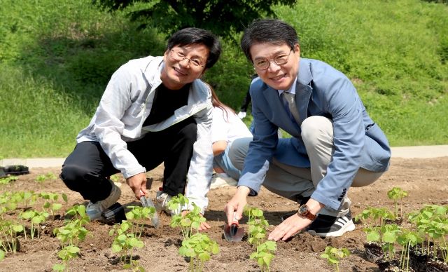 성동구 중랑천 인근에 주민과 정원오 성동구청장(사진 오른쪽)이 함께 친환경 작물인 케냐프를 심고 있다.