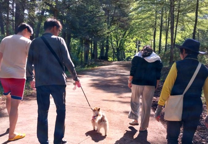 반려견의 봄날 산책