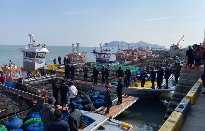 진도군, 물김 위판액 1,152억원 기록