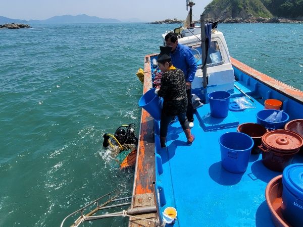 옹진군, 덕적 면허어장에 해삼종자 35만마리 방류